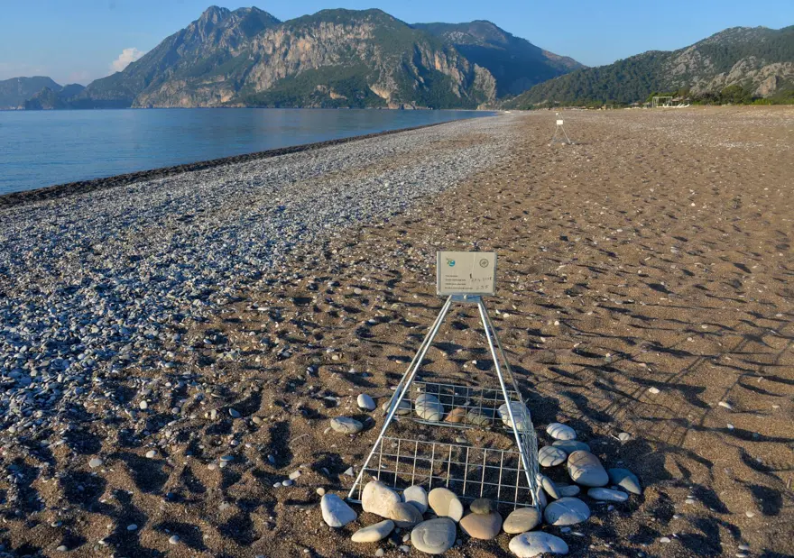 caretta caretta, carettaların denize yolculuğu, caretta mevsimi, yavru caretta 