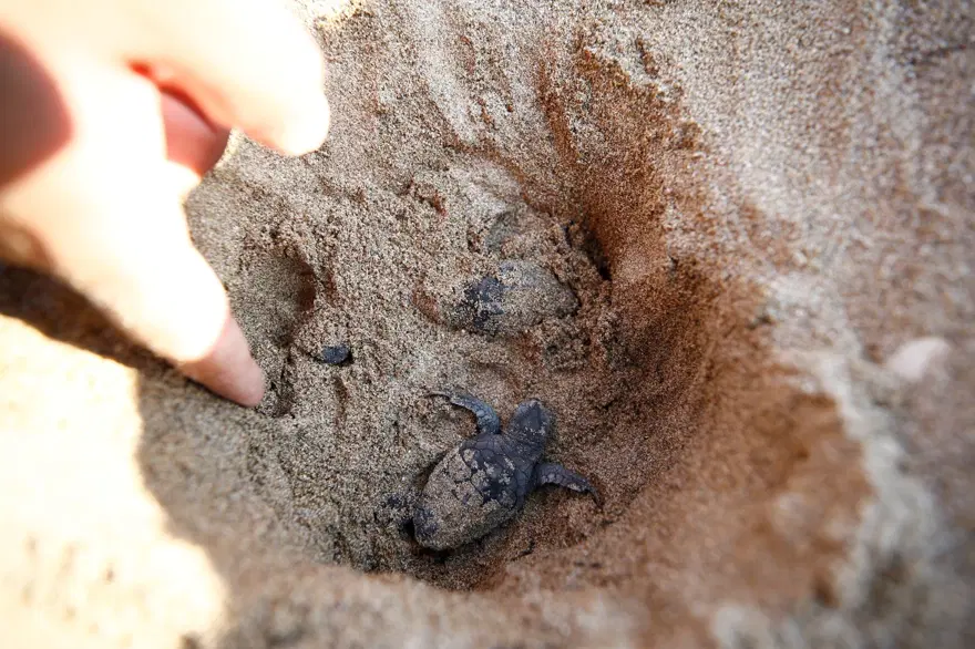 Caretta carettalar yumurtalardan çıkmaya başladı | Akdeniz’leilk buluşma 1