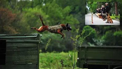 TSK'nın süper köpekleri: 12 farklı ırk 2 yılda eğitiliyor