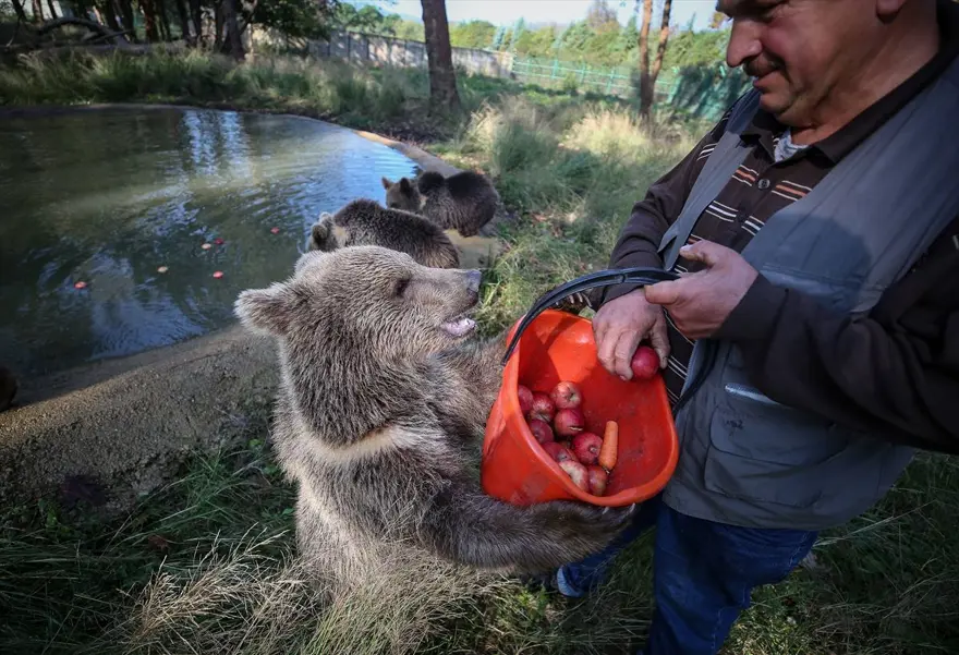 Türkiye'nin tek ayı barınağı Ovakorusu'nun maskotu oldular 9