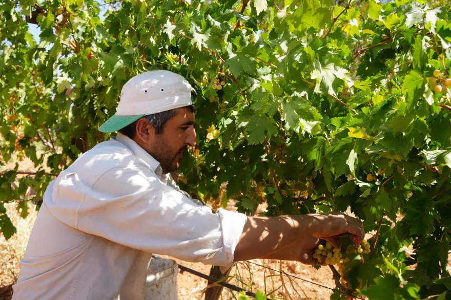 Üreticilere örnek oldu: Baba ve oğul yıllarca emek vererek kurdu 2 Üreticilere örnek oldu: Baba ve oğul yıllarca emek vererek kurdu 2