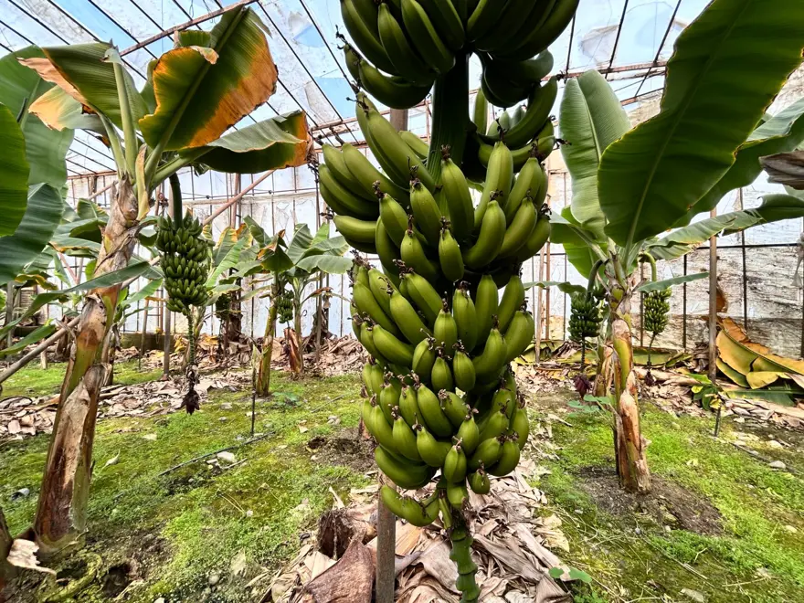 Kilosu 45 TL'den alıcı buluyor: Zirai don afeti etkilemişti 4