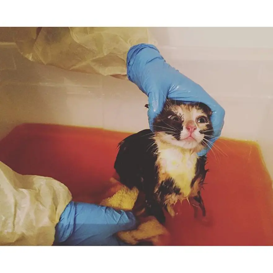 Hayatını kedileri kurtarmaya adadı 348