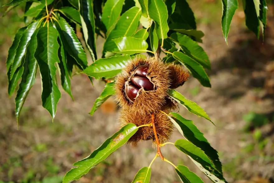 Hasat zamanı başladı: Gal arısı ve hastalıklara dayanıklı 5