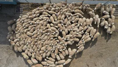 Koyunların kuzularla buluşması renkli görüntüler oluşturdu