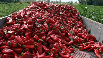 Kilis'te kırmızı biber heyecanı