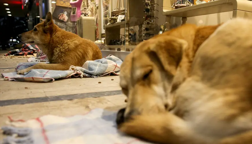 Sokak hayvanlarına battaniyeli koruma 9 Sokak hayvanlarına battaniyeli koruma 9