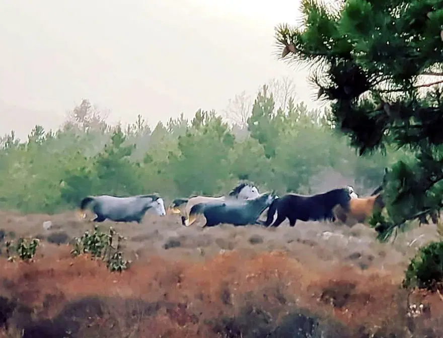 Yılkı atlarıyla 'Anadolu manzarası' 2