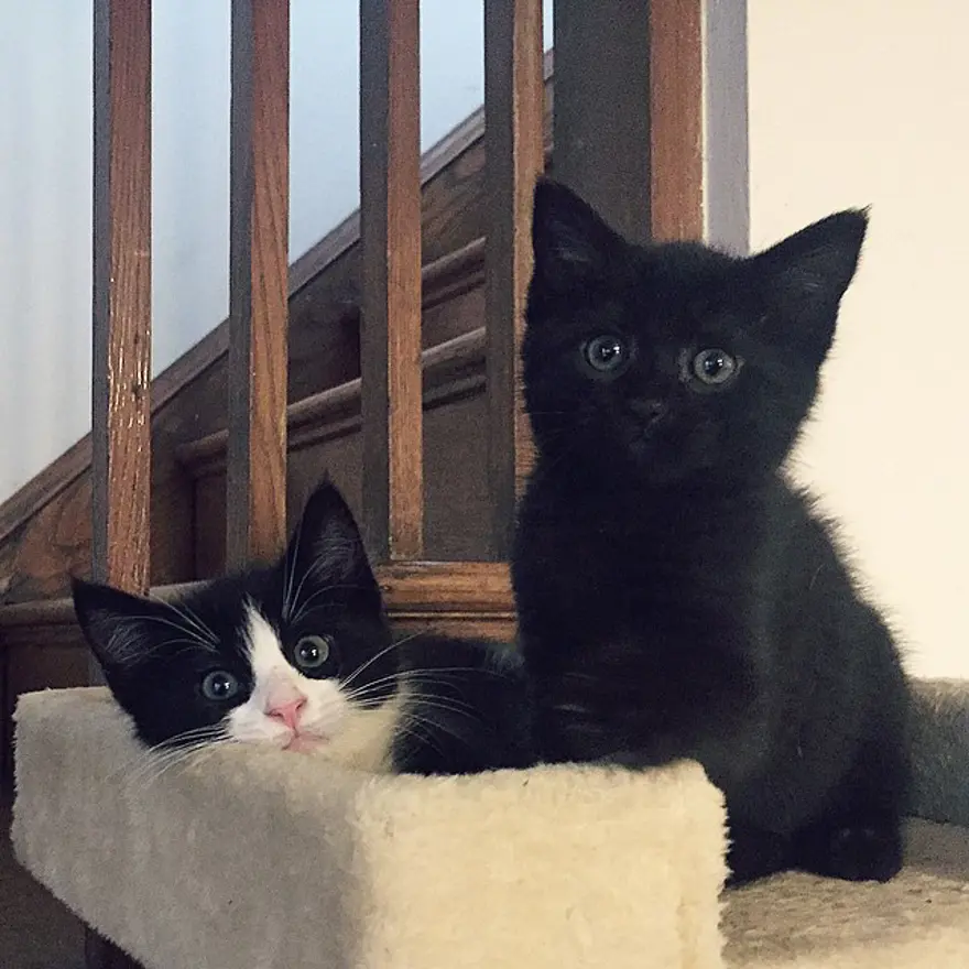 Hayatını kedileri kurtarmaya adadı 197