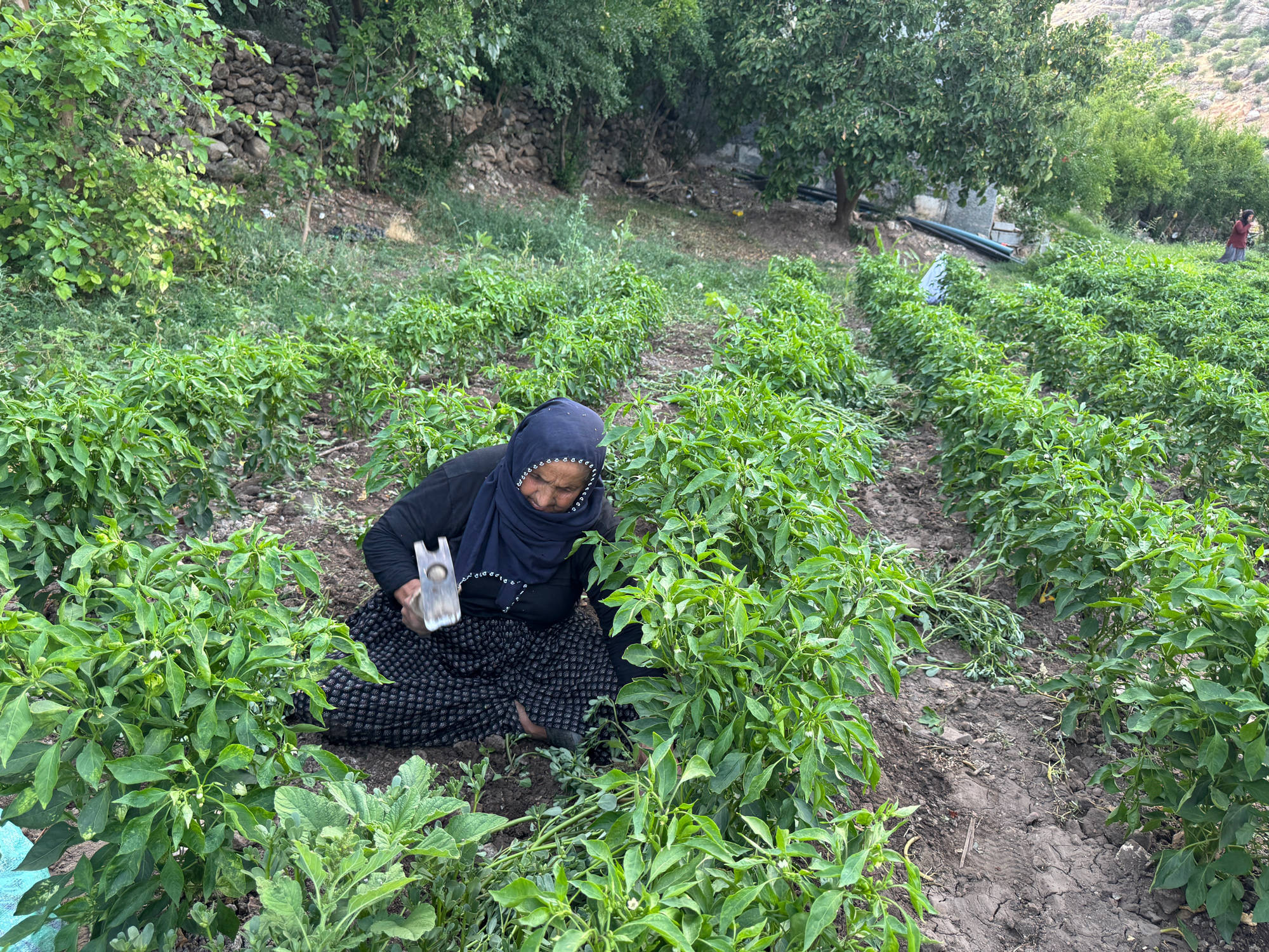 Satış fiyatını 450 lira yaptılar ama 80 liraya düştü. İlk hasat yeni başladı