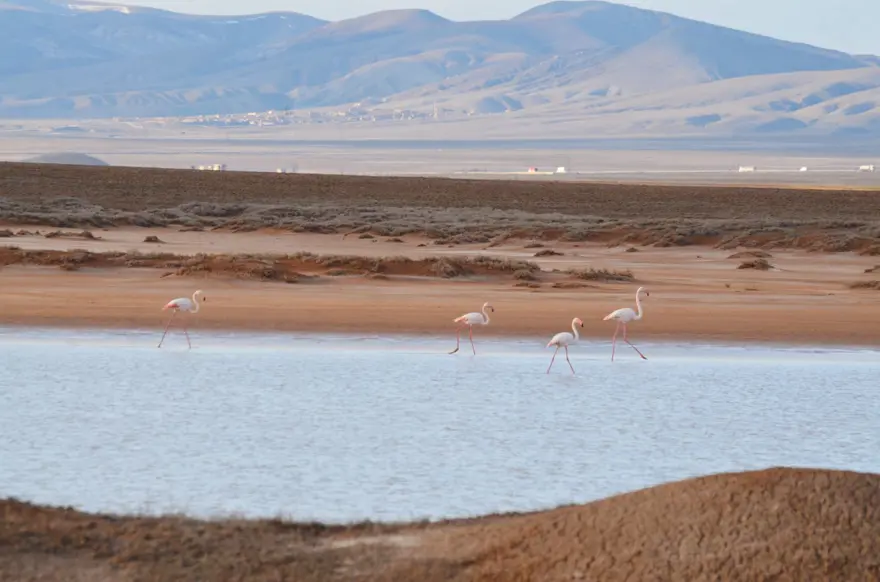 Tuz Gölü'nün misafirleri flamingolar gelmeye başladı 15
