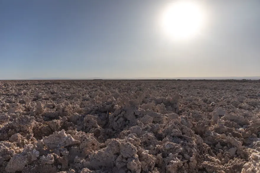İnsan faaliyetlerinin son kurbanları: Sayıları hızla azalıyor İnsan faaliyetlerinin son kurbanları: Sayıları hızla azalıyor