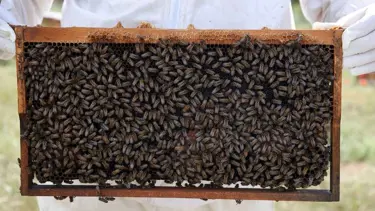 Bu bala dikkat! Yarım tatlı kaşığı bile hastanelik ediyor