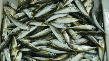 İstavrit tezgahlara düştü