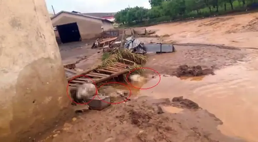 Elazığ'ı sağanak ve dolu vurdu: 200 küçükbaş hayvan telef oldu 2