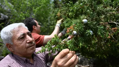 Andız kozalaklarının çekirdeklerini tespihe dönüştürüyor: Yoğun talep var