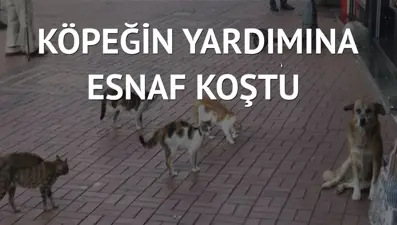 Mahallenin kedileri köpeği köşeye sıkıştırdı