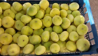 Kilosu 180 liraya düştü: Yurt dışından yoğun talep var