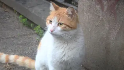 Kadıköy'de toplu kedi ölümleri