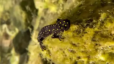 Nesli tükenme tehlikesi altındaki yüzlerce ''Türk semenderi'' Diyarbakır'da görüldü