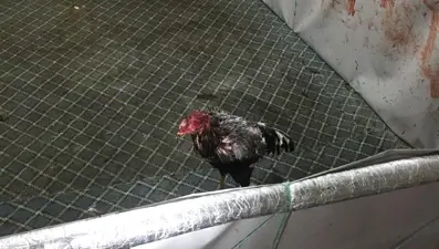 Horoz dövüşüne polis baskını: 21 kişiye 92 bin 400 lira ceza