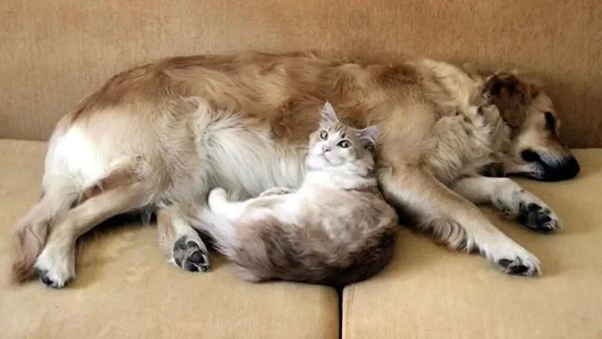 4. SORU: Mikroçip nasıl uygulanıyor? 3 4. SORU: Mikroçip nasıl uygulanıyor? 3