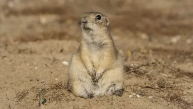 Anadolu gelengisi Karaman'da görüntülendi
