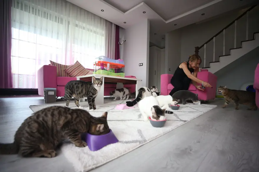 OBEZ KEDİ CÜCE'YE ÖZEL DİYET 5