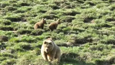 Bayburt'ta iki farklı yaylada ayılar görüldü