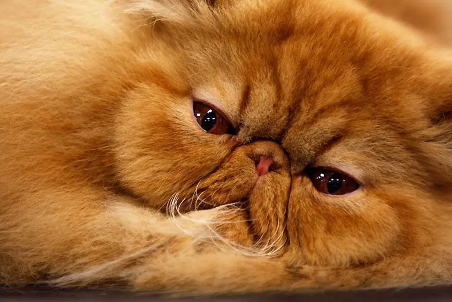 İnternetin yeni fenomenleri 25