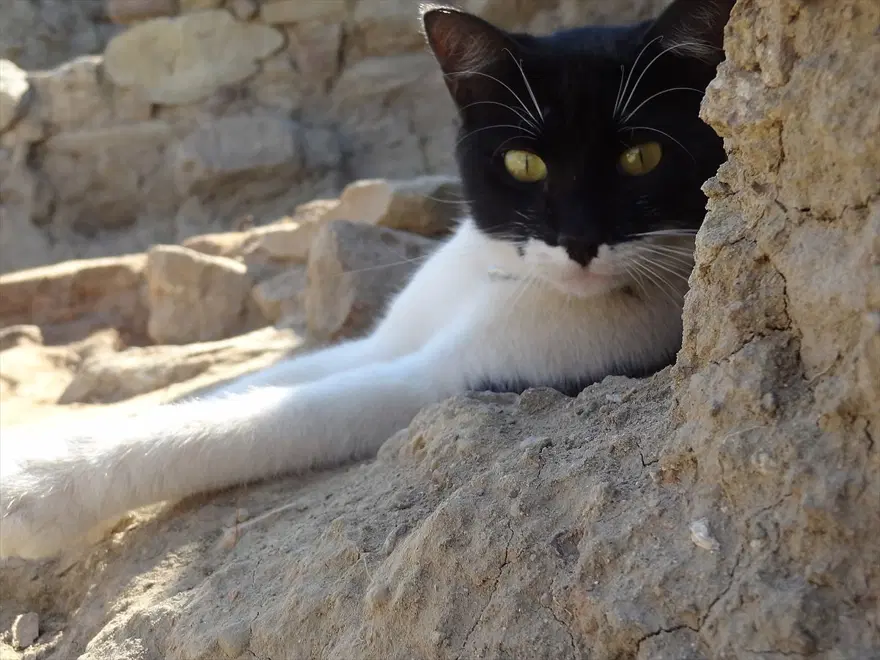 Kazı alanından çıkartılıp hayata döndürülen kedi: Mokali 