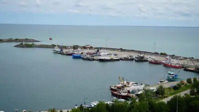 Balıkçılarda hazırlık tamam: "Bu yıl hamsi bol, palamut az olacak"