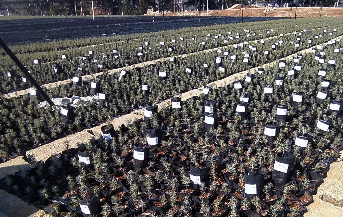 Dikilen fidanların gelişimini takip etmek için uygulama geliştirdi
