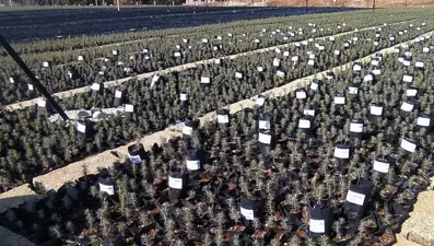 Dikilen fidanların gelişimini takip etmek için uygulama geliştirdi