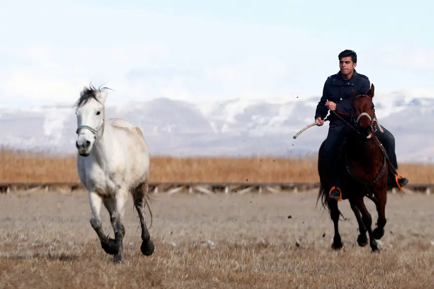 Sultan Sazlığı'na renk katan Yılkı atları kışın bölge halkınca besleniyor 17