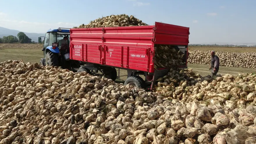 Söküm mesaisi başladı: Tarladan fabrikaya gönderiliyor 3