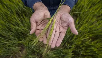 Çiftçiler Günü mesajları 2024: Yeni, en güzel, anlamlı, kısa ve uzun 14 Mayıs Dünya Çiftçiler Günü mesajları ve sözleri