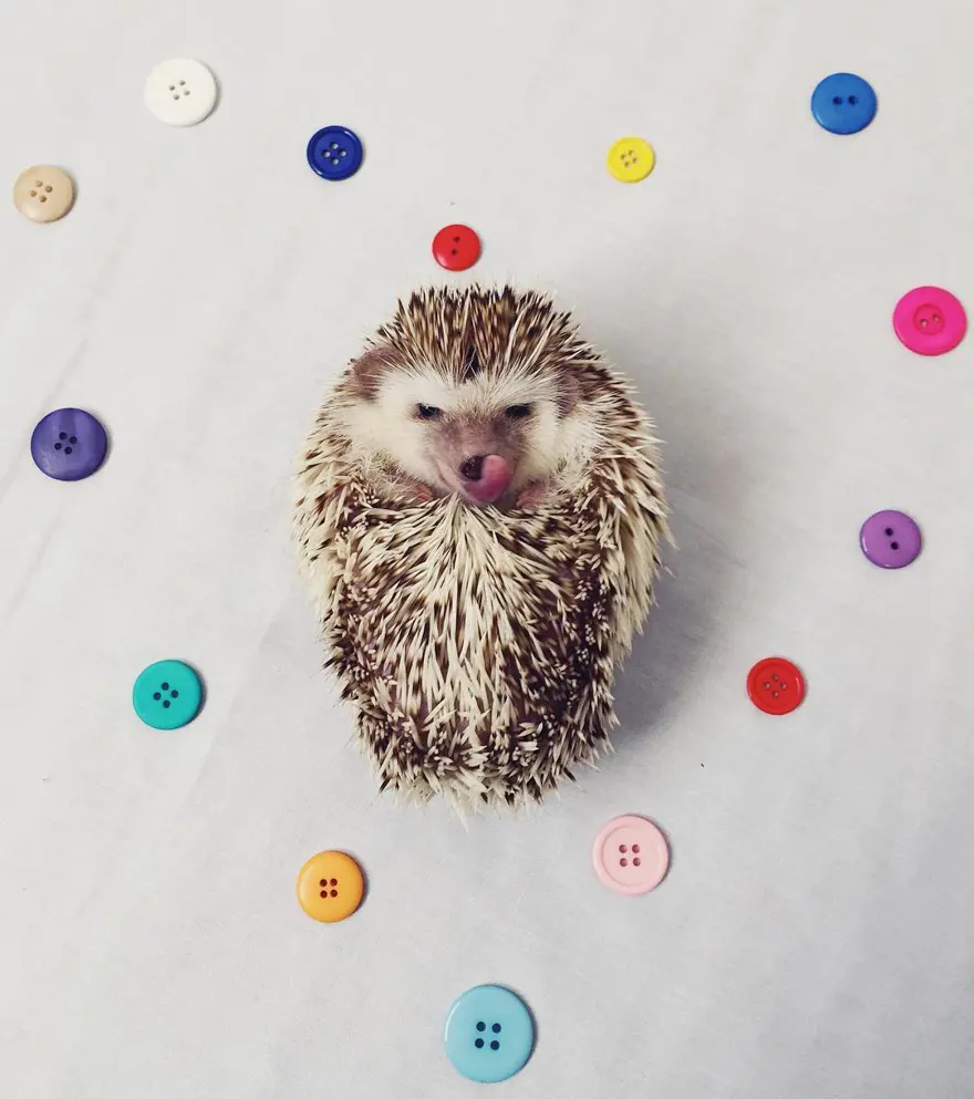 Instagram'ın son yıldızı 10
