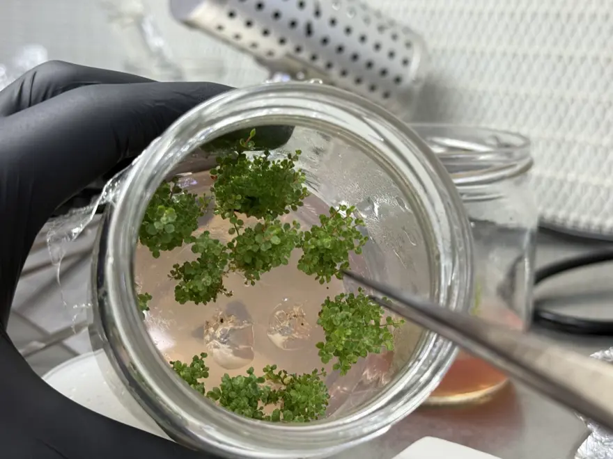 5 yıl önce kuruldu, 200 bin üretiliyor: En sağlıklısı yetiştiriliyor 