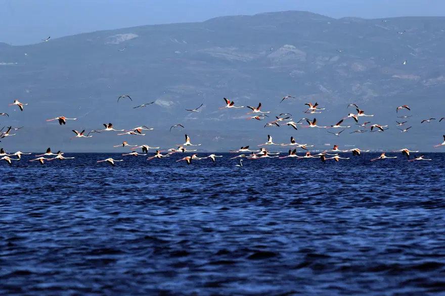 Van Gölü'nde flamingo şöleni 9