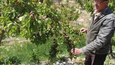 Türkiye'nin sofralık kayısı üretim merkezi: "İlçede zarar yaklaşık yüzde 30"