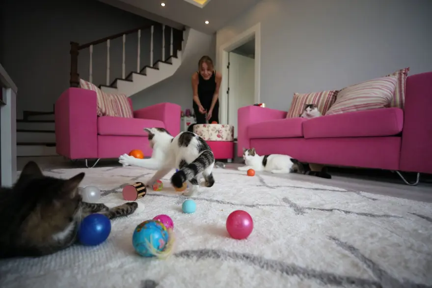 Obez kedi Cüce'ye özel diyet: 18 kedisini sokağa bırakmadı müstakil eve taşındı 7