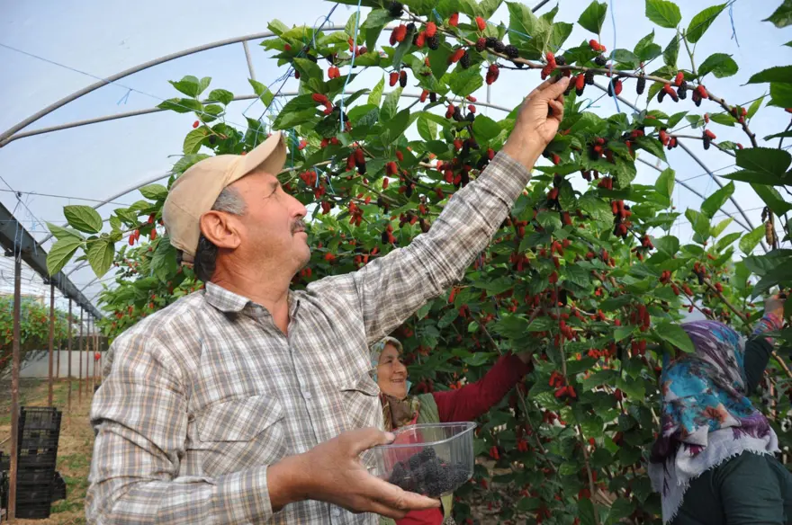 Sabahın erken saatinde dalından toplanıyor, kilosu 120 lira: 250 dönümlük örtü altında yetişiyor 7