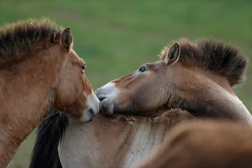 NESLİ 1960'LARDA TÜKENMİŞTİ 3