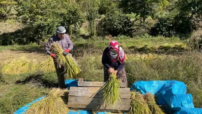 Görünüşü güzel ama zahmetli iş: Hasat sürüyor, üreticinin yüzü güldü