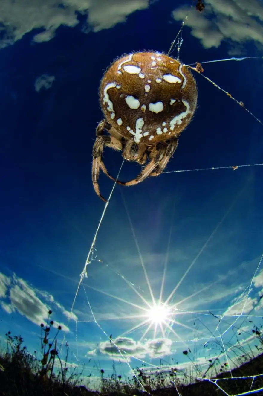 Vahşi yaşamdan çarpıcı kareler 13