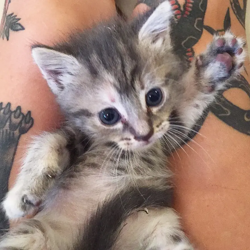 Hayatını kedileri kurtarmaya adadı 228