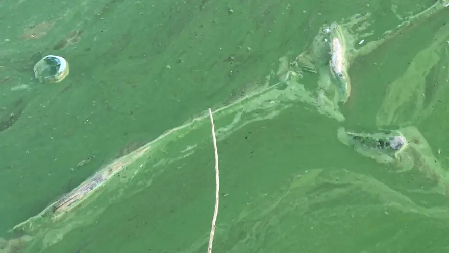 Kars Gölü yeşile büründü 2