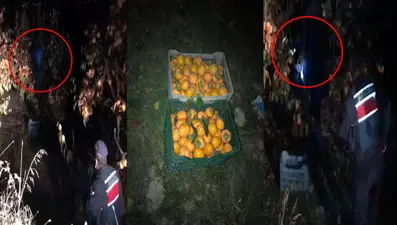 Meyve hırsızı ağaçta yakalandı: Kasalarca meyve sahibine verildi