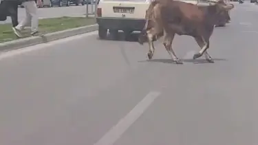 Bursa'da firar eden kurbanlık trafiği karıştırdı